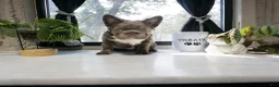 French Bulldog dogs for sale: Sophia  - Ad 1