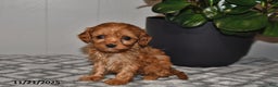 Cavapoo dogs for sale: Violet - Ad 4