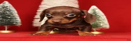 Miniature Dachshund dogs for sale: Rhoda - Ad 3