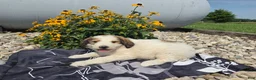 Mixed Breed dogs for sale: Letty - Ad 4