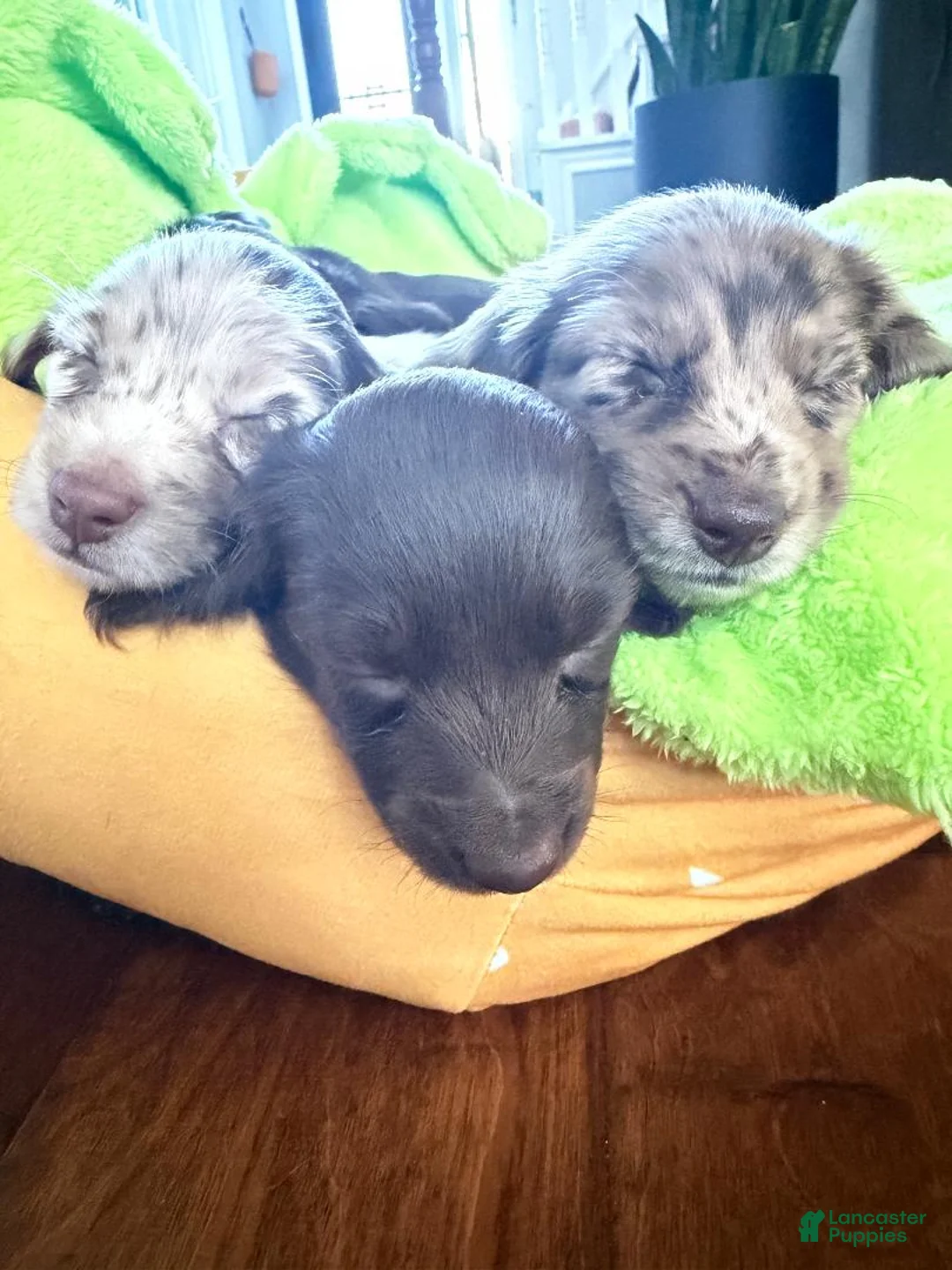 Dachshund dogs for sale: Dark Chocolate - Ad 2