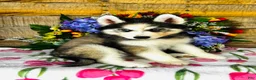 Siberian Husky dogs for sale: Lavender  - Ad 2