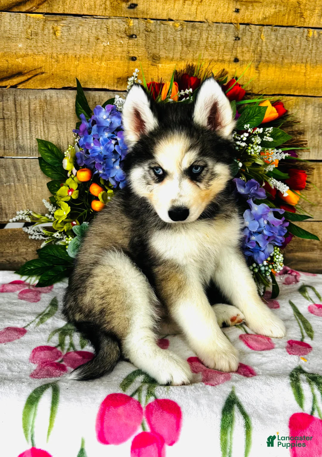 Siberian Husky dogs for sale: Lavender  - Ad 2