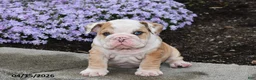 English Bulldog dogs for sale: Dash - Ad 4
