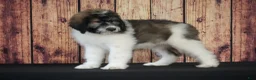 Saint Berdoodles dogs for sale: Saint Berdoodles Puppy 5 - Ad 1