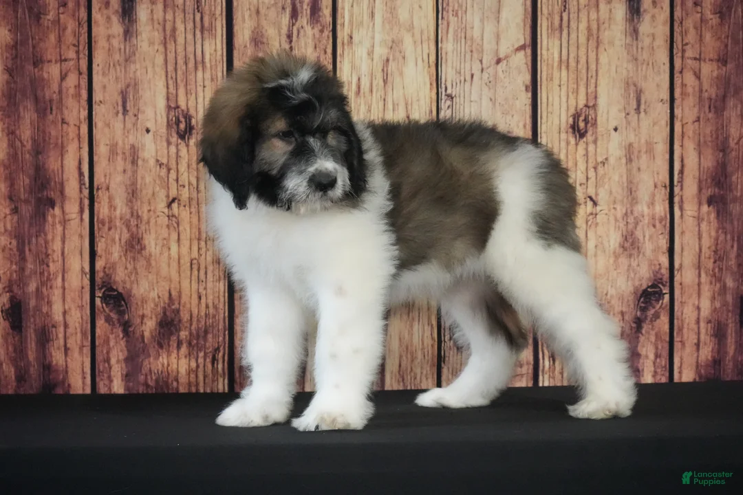 Saint Berdoodles dogs for sale: Saint Berdoodles Puppy 5 - Ad 1