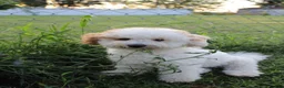 Bichpoo dogs for sale: Sable - Ad 8