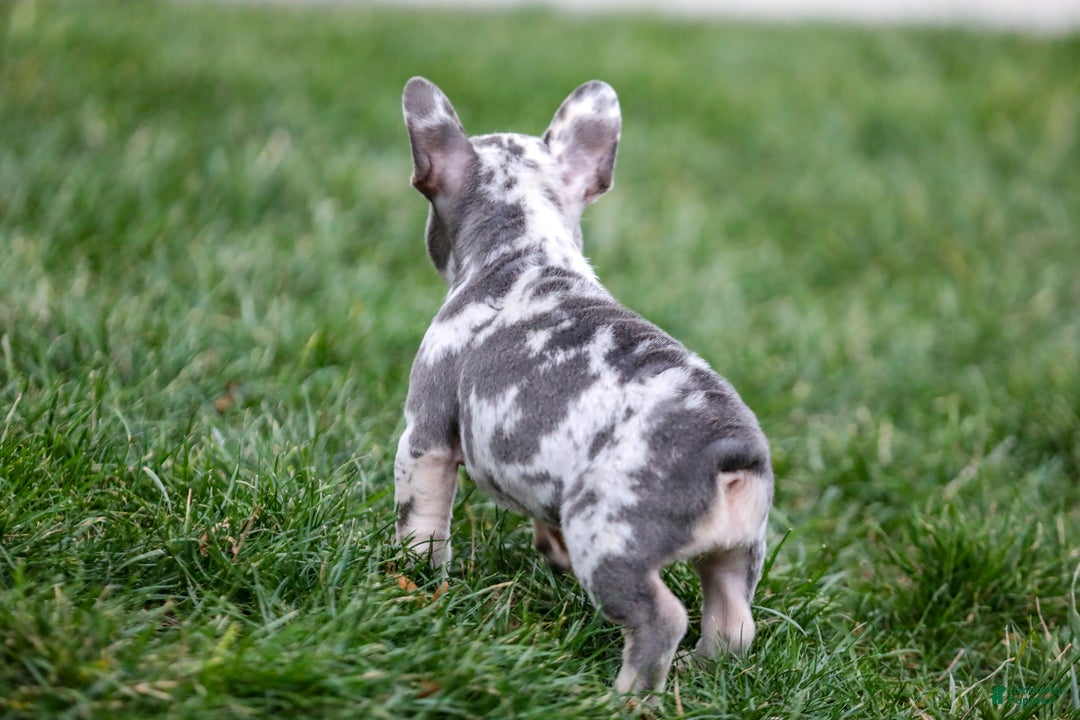 French Bulldog dogs for sale: Fifi - Ad 4