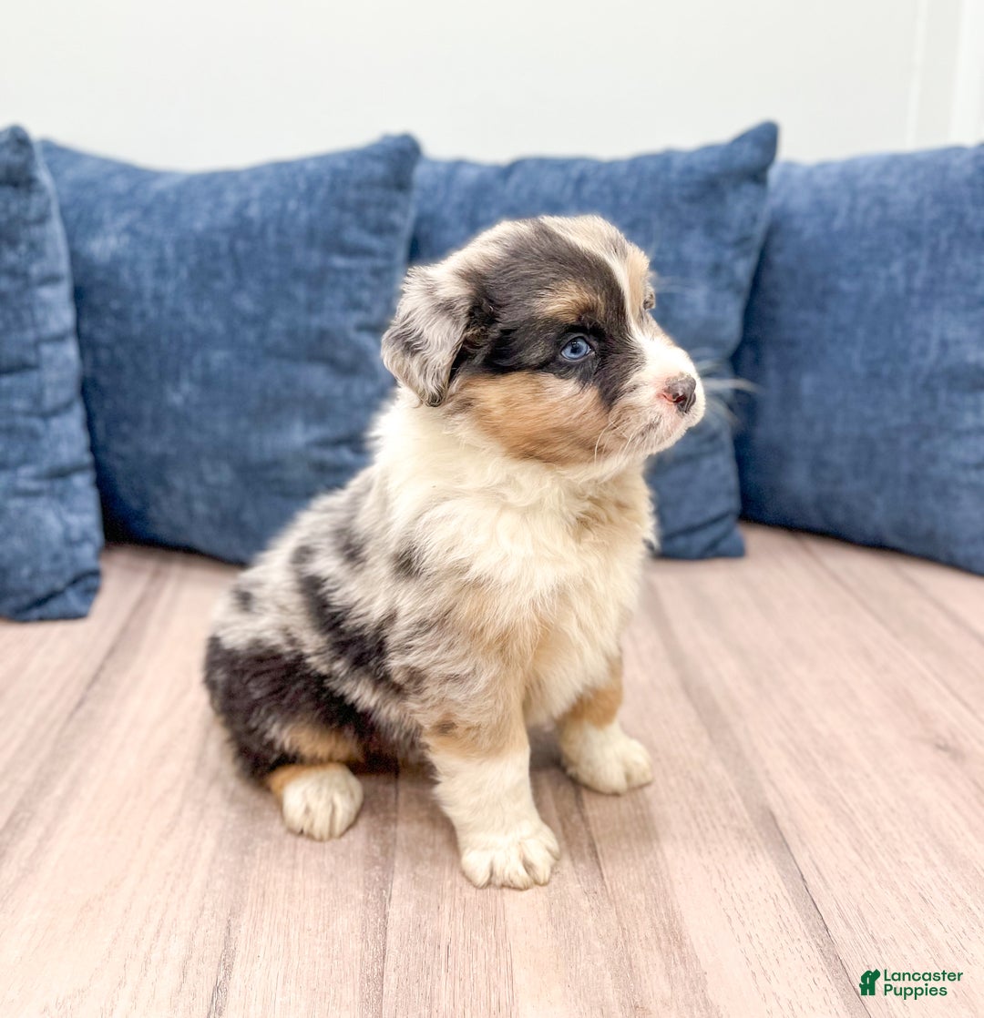 Australian Shepherd dogs for sale: Dakota - Ad 3