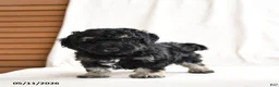 Miniature Poodle dogs for sale: Hans  - Ad 3
