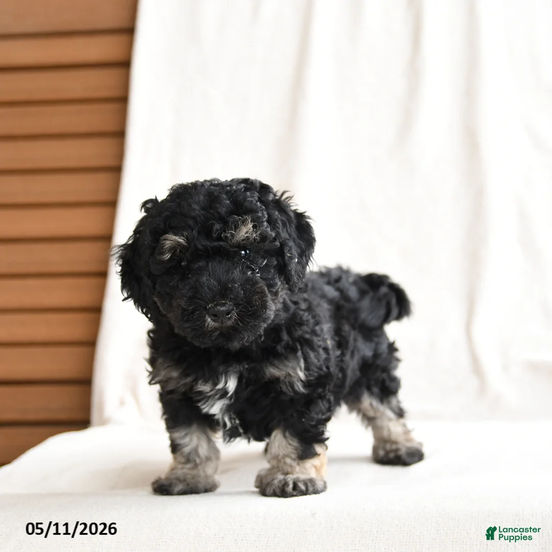 Miniature Poodle dogs for sale: Hans  - Ad 3