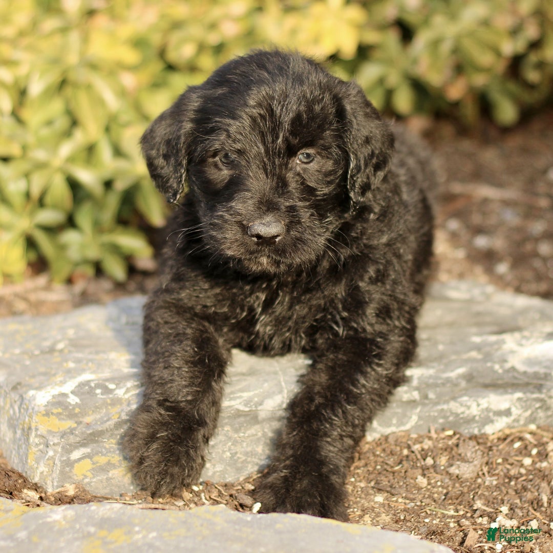 Labradoodle dogs for sale: Marley  - Ad 1