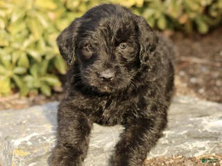 Labradoodle dogs Marley - Ad 29