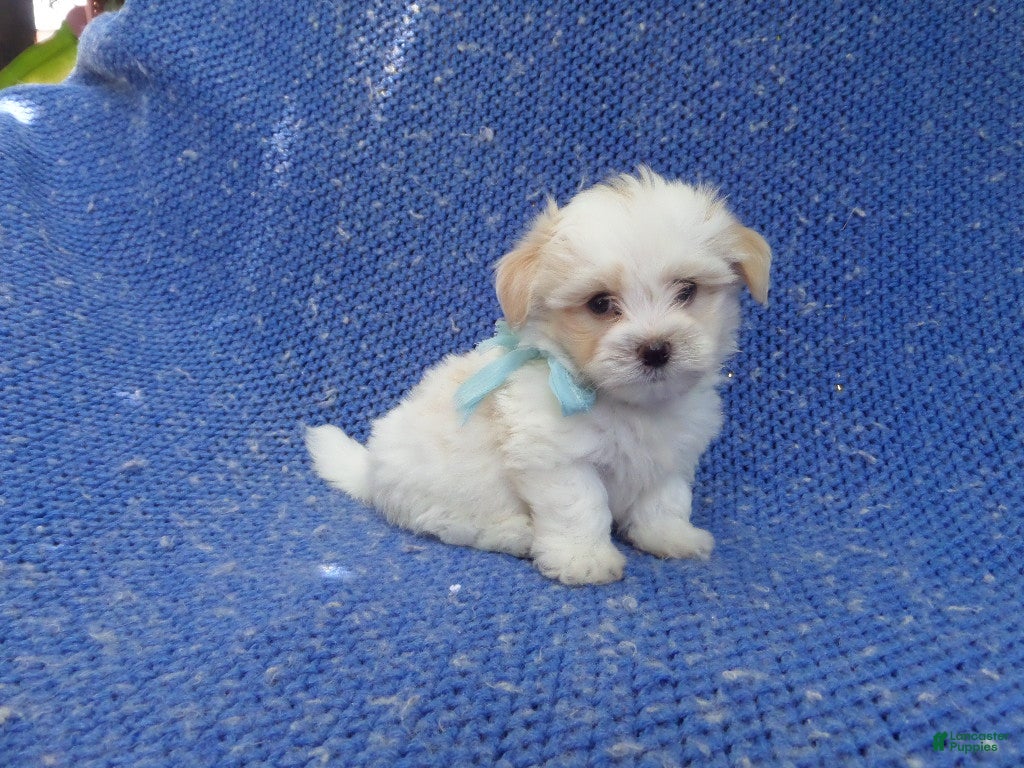 Muscular Pit Bull Puppy Xl Pitbull Muscular Muscular White Pitbull