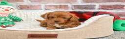 Cavapoo dogs for sale: Boone - Ad 7