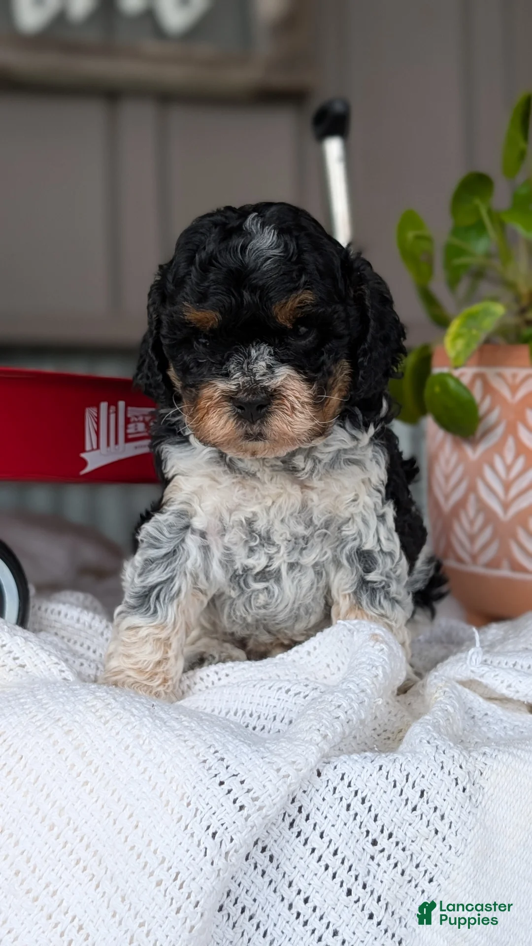 Cockapoo dogs for sale: Bandit - Ad 2