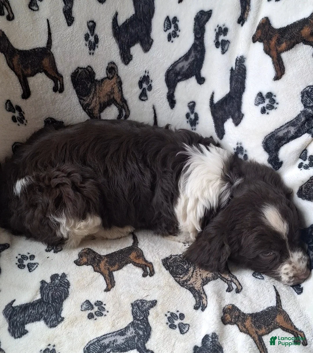 English Springer Spaniel dogs for sale: Belle - Ad 4