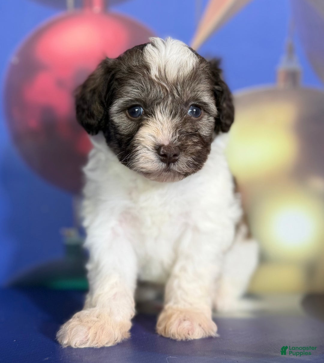 Mixed Breed dogs for sale: Blizzard - Ad 5