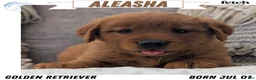 Golden Retriever dogs for sale: Aleasha - Ad 1