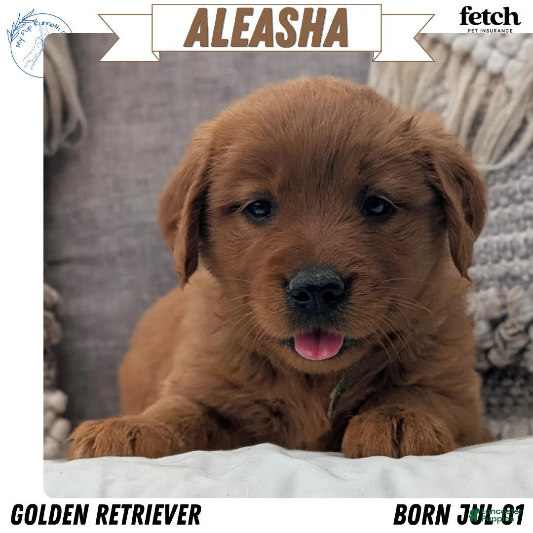 Golden Retriever dogs for sale: Aleasha - Ad 1