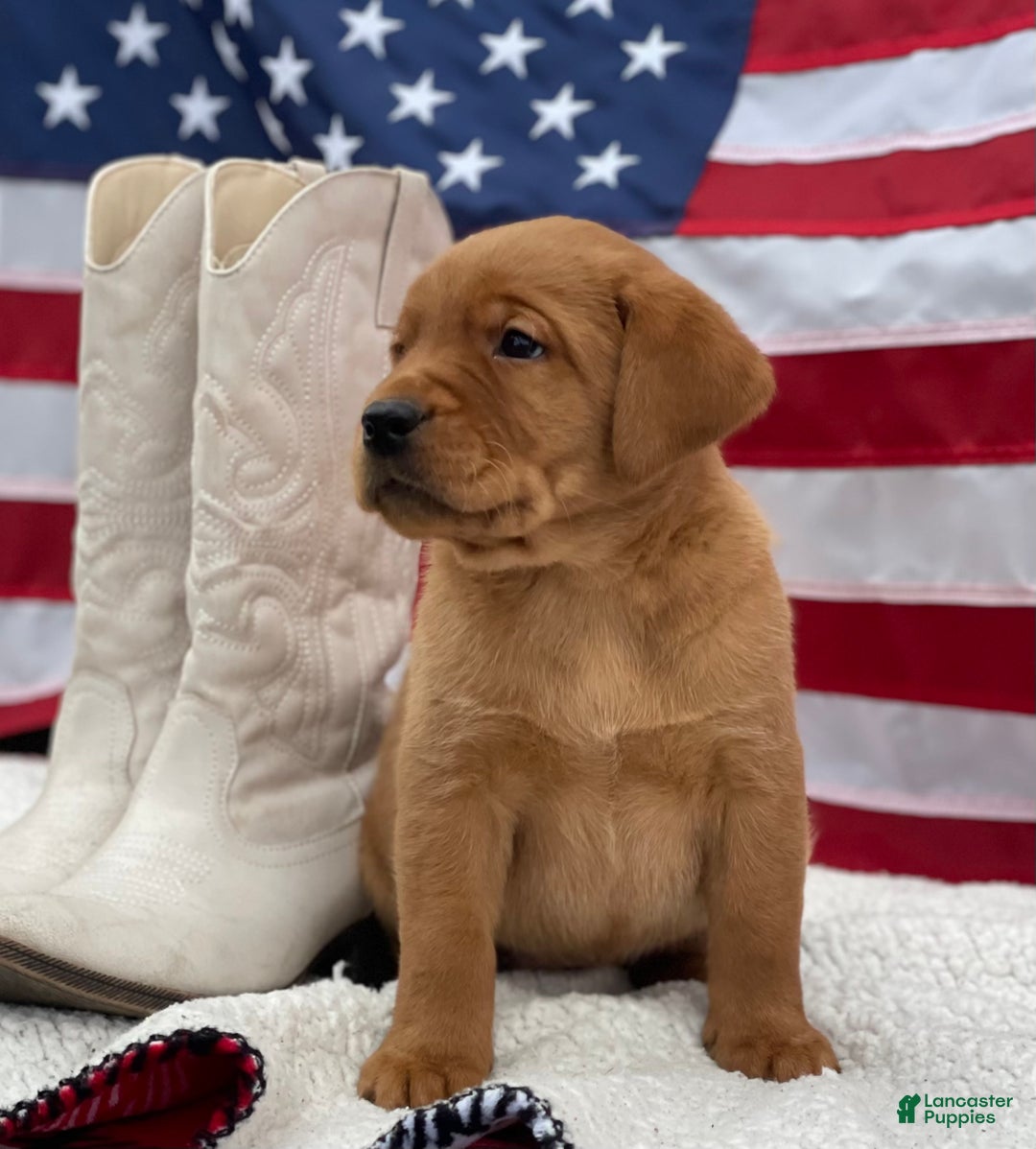 Labrador Retriever dogs for sale: Morgan - Ad 3