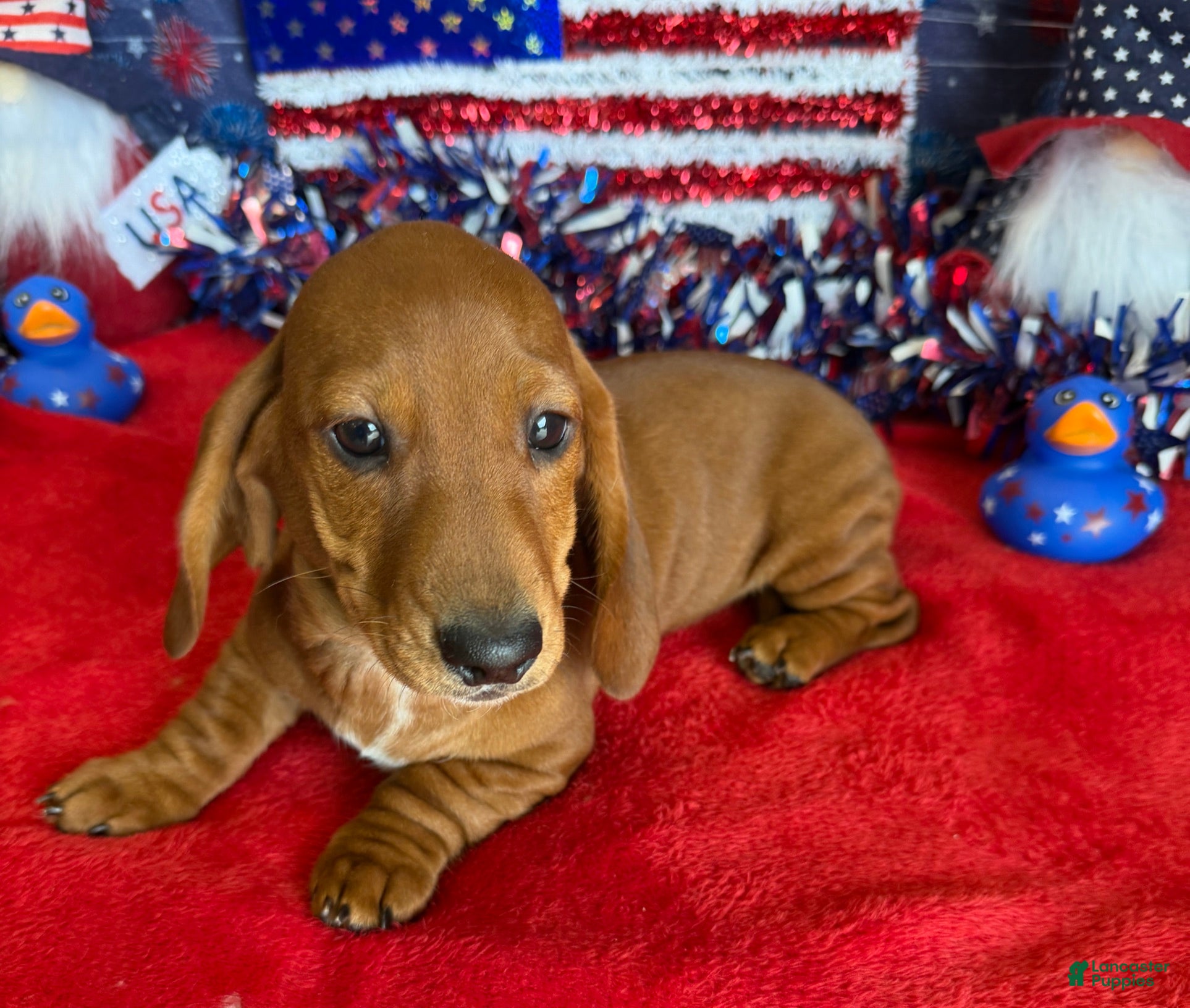 Dachshund dogs Nate - Ad 8