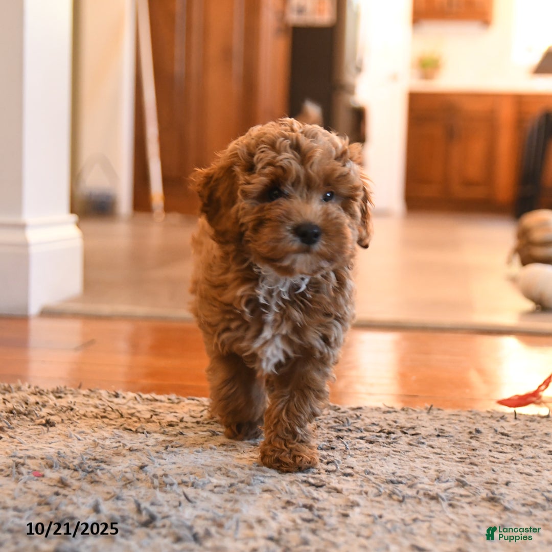 Cockapoo dogs for sale: Mia  - Ad 3