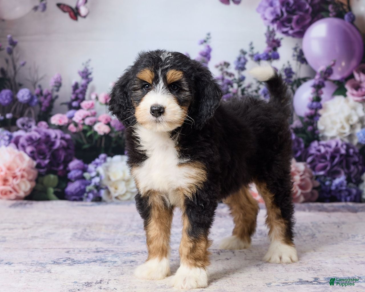 Bernedoodle dogs Lucy - Ad 2