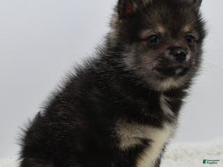 Pomsky dogs Lobo - Ad 37