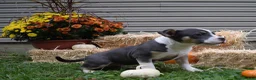 American Bully dogs for sale: American Bully 5 - Ad 13