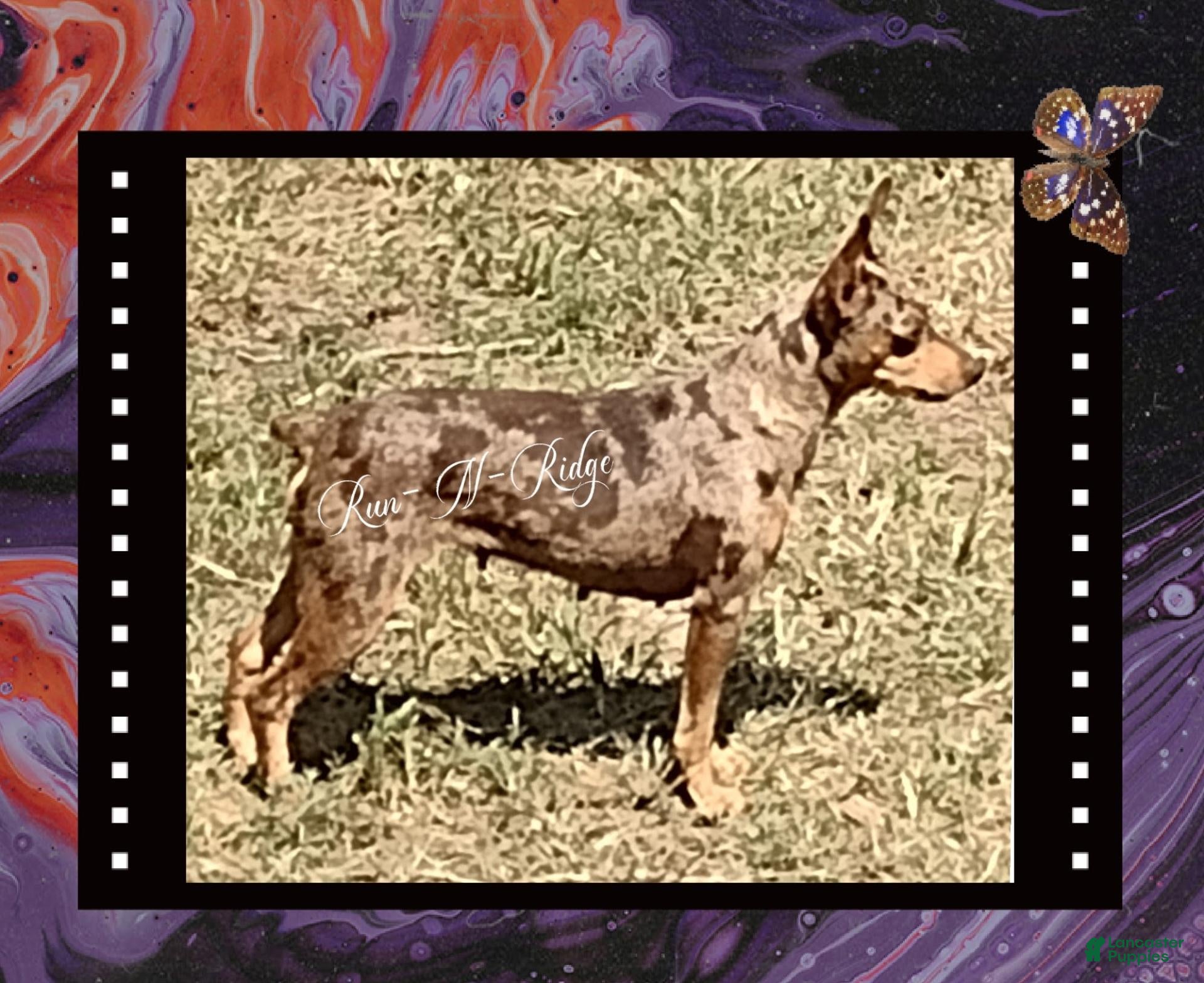 Miniature Pinscher dogs for sale: Bull - Ad 2