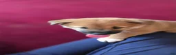 Shiba Inu dogs for sale: Fawn Male - Ad 3