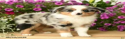 Toy Australian Shepherd dogs for sale: Asher - Ad 3
