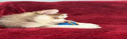 Pomsky dogs for sale: Mocha - Ad 3