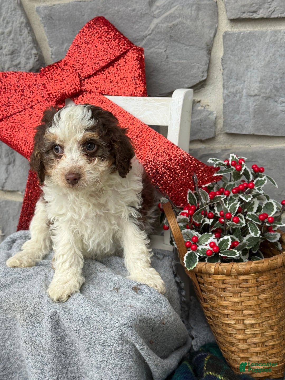 Cavapoo dogs for sale: Arlo - Ad 11