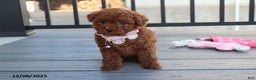 Bichpoo dogs for sale: Daisy - Ad 5