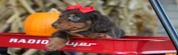 Miniature Dachshund dogs for sale:  Zane 🦴 - Ad 14