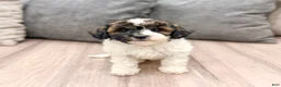 Miniature Poodle dogs for sale: Asia - Ad 1