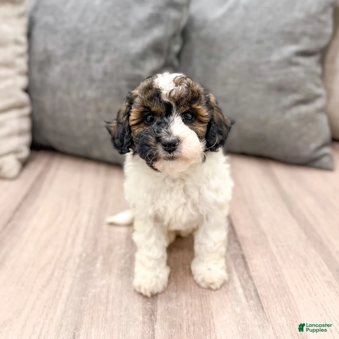 Miniature Poodle dogs for sale: Asia - Ad 1