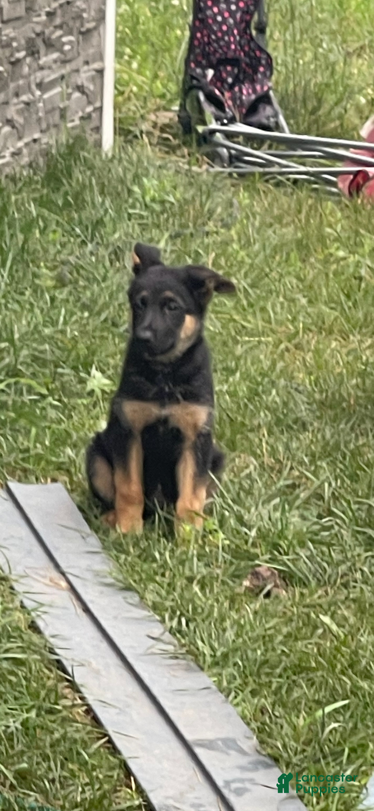 German Shepherd dogs German Shepherd 4 - Ad 14