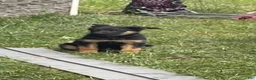 German Shepherd dogs for sale: German Shepherd 4 - Ad 1