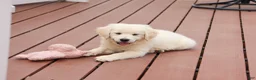 Golden Retriever dogs for sale: Cecily - Ad 11