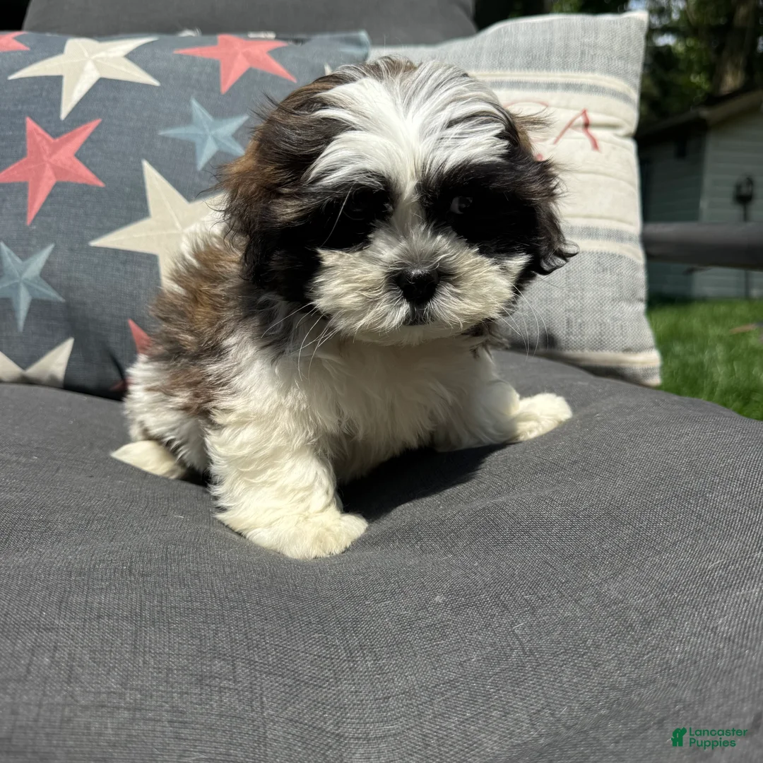 Teddy Bear dogs for sale: Luke - Ad 2