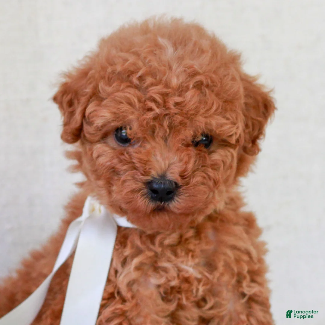 Mini Goldendoodle dogs for sale: Kyla  - Ad 2