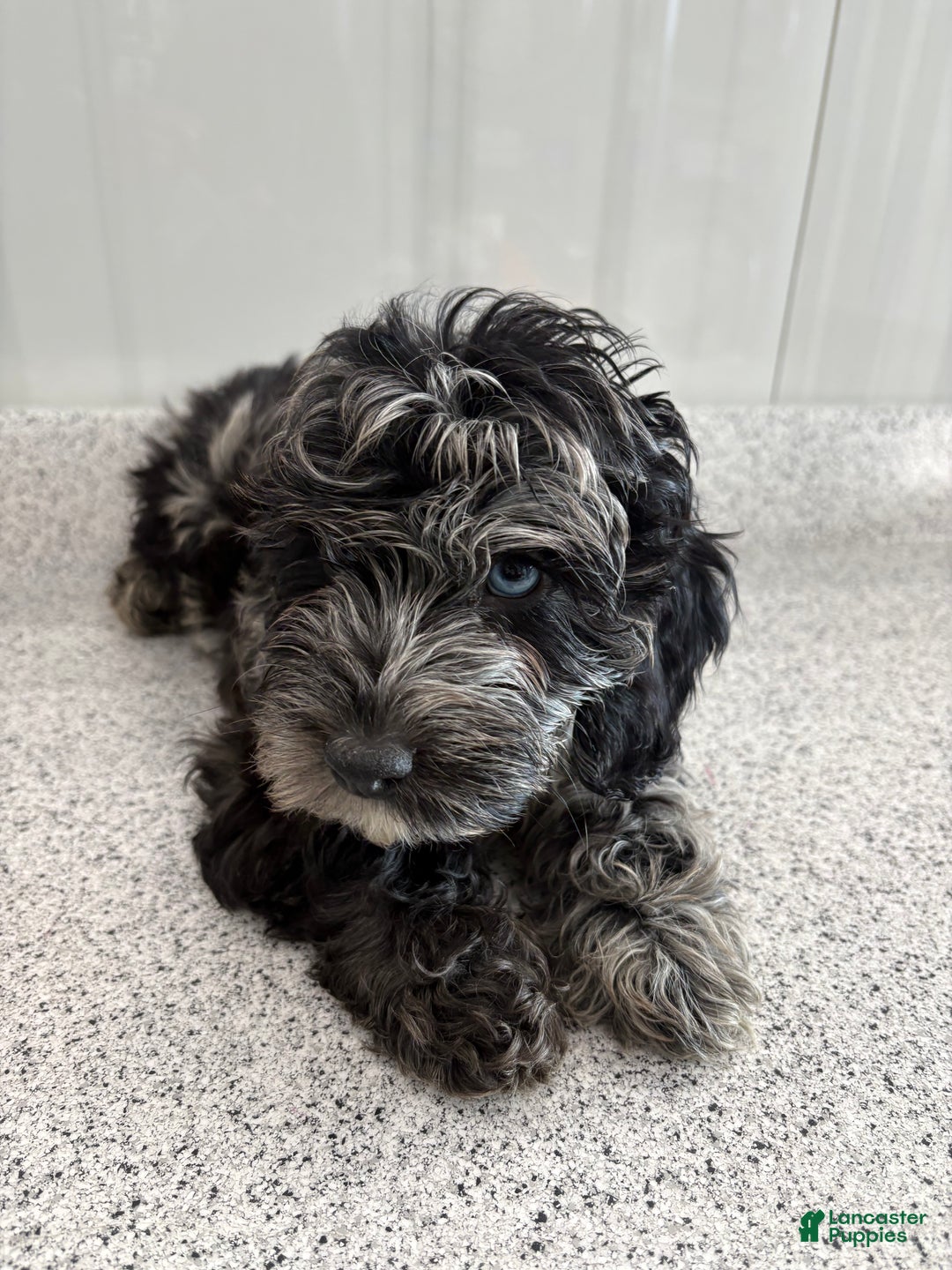 Miniature Poodle dogs for sale: Wave Blue - Ad 1