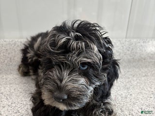 Miniature Poodle dogs Wave Blue - Ad 17