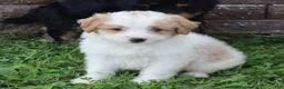 Mini Goldendoodle dogs for sale: Chester - Ad 3