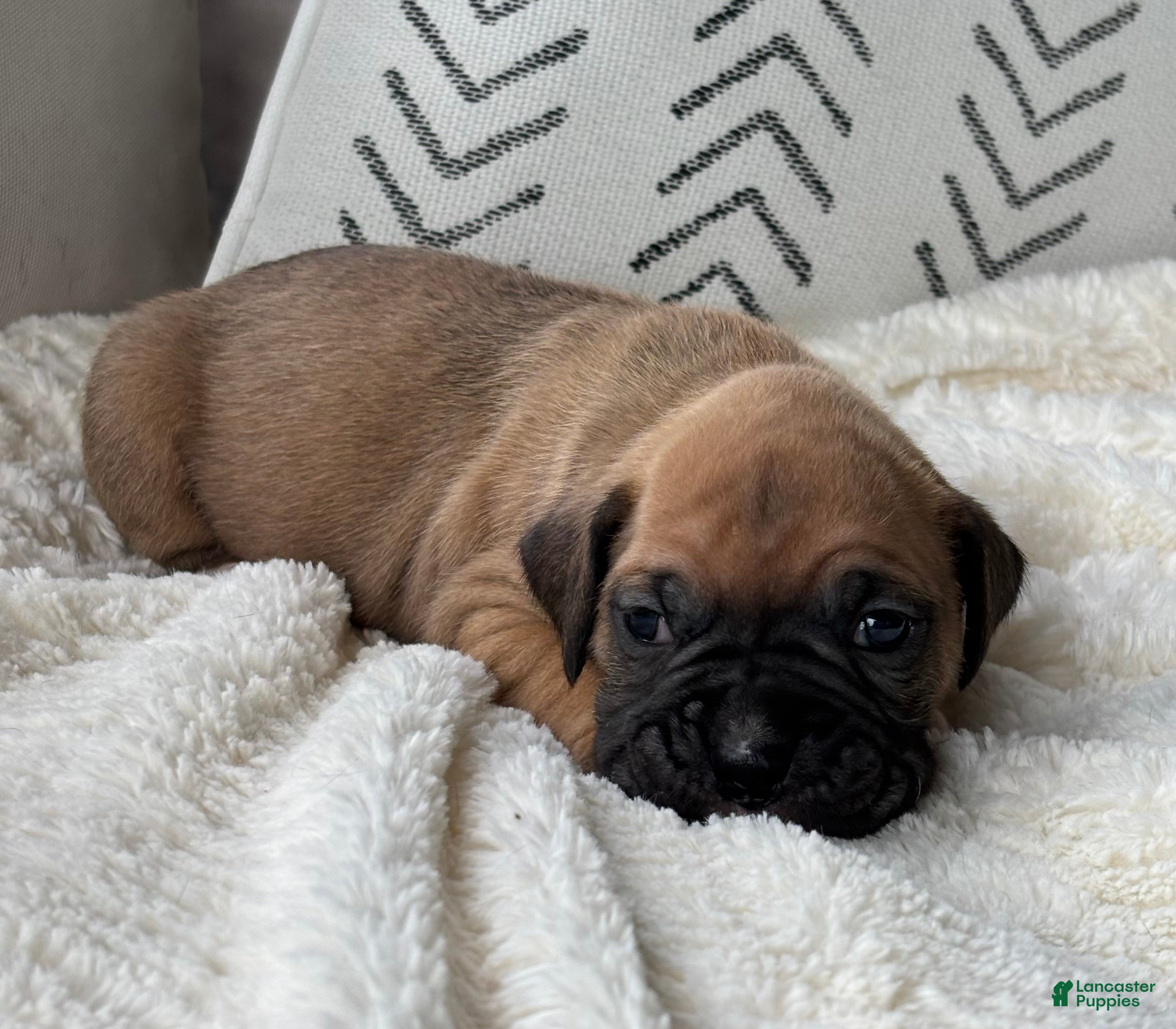 Boxer dogs Nova - Ad 1
