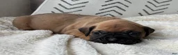 Boxer dogs for sale: Nova - Ad 1
