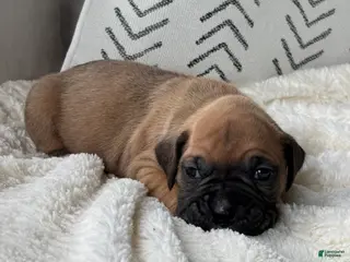 Boxer dogs for sale: Nova - Ad 3